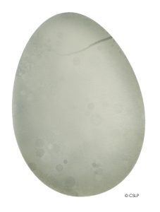A pale gray speckled egg with a curved line, set on a white background.