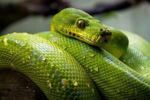 Close-up of a green snake coiled on a branch with shiny scales and yellow eyes.